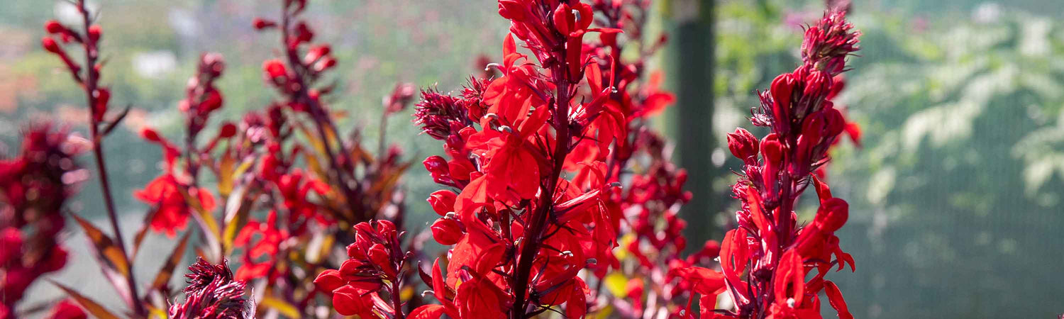 Lobelia Plants
