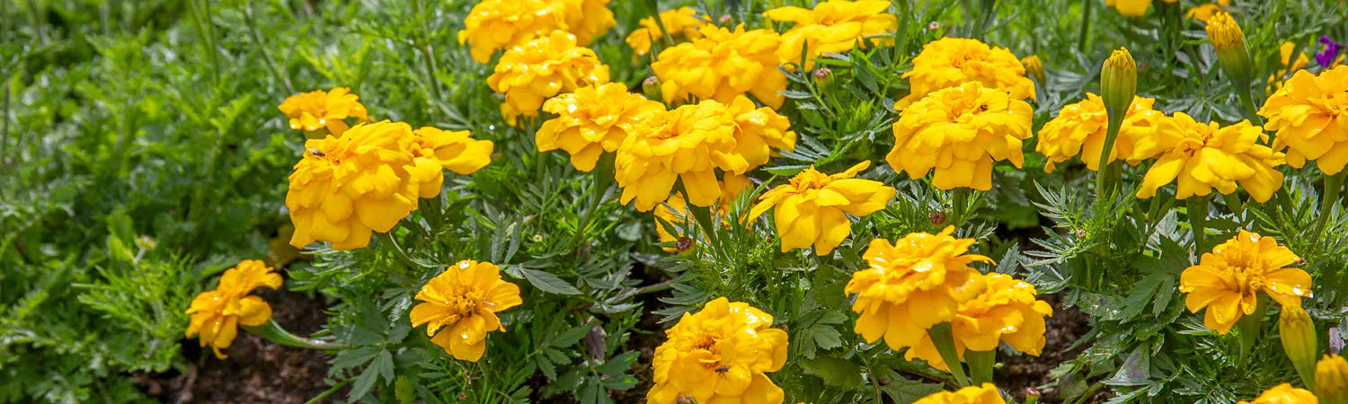 Edible Ornamentals