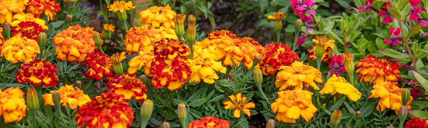 Marigold Plants