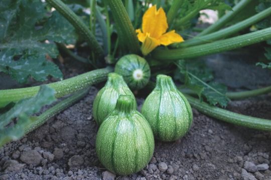 Marrow Seeds