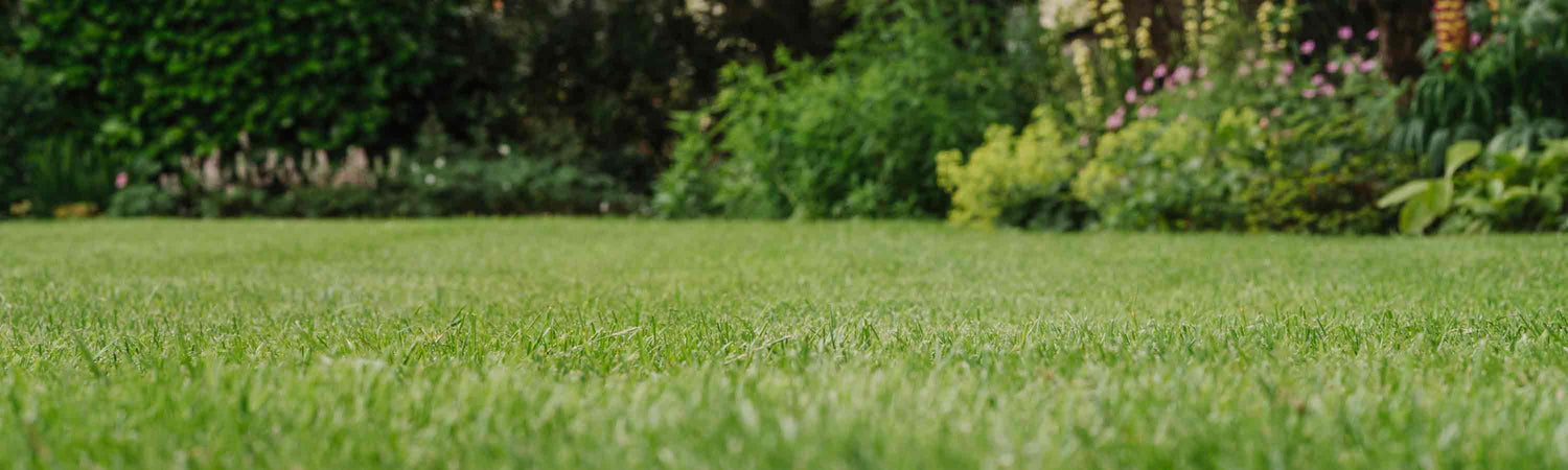 Lawn Pest Control