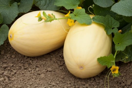 Melon Plants