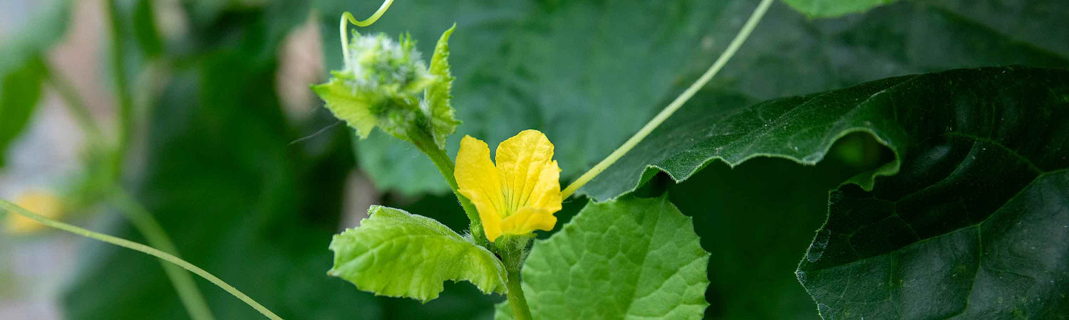 Melon Seeds