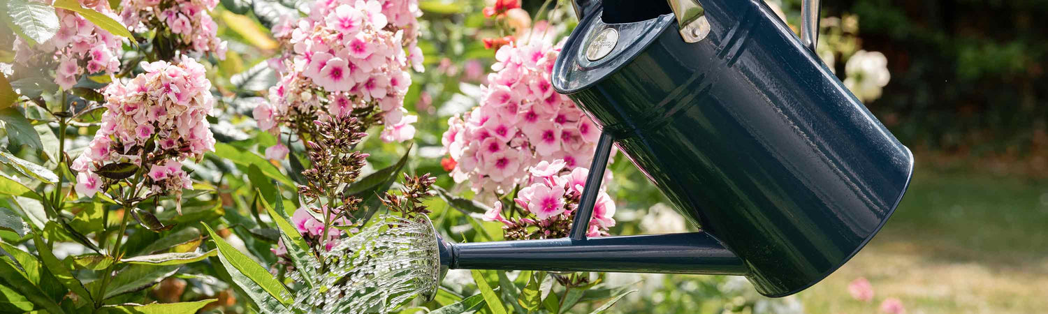 Black Friday Watering