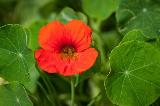 Nasturtium Seeds