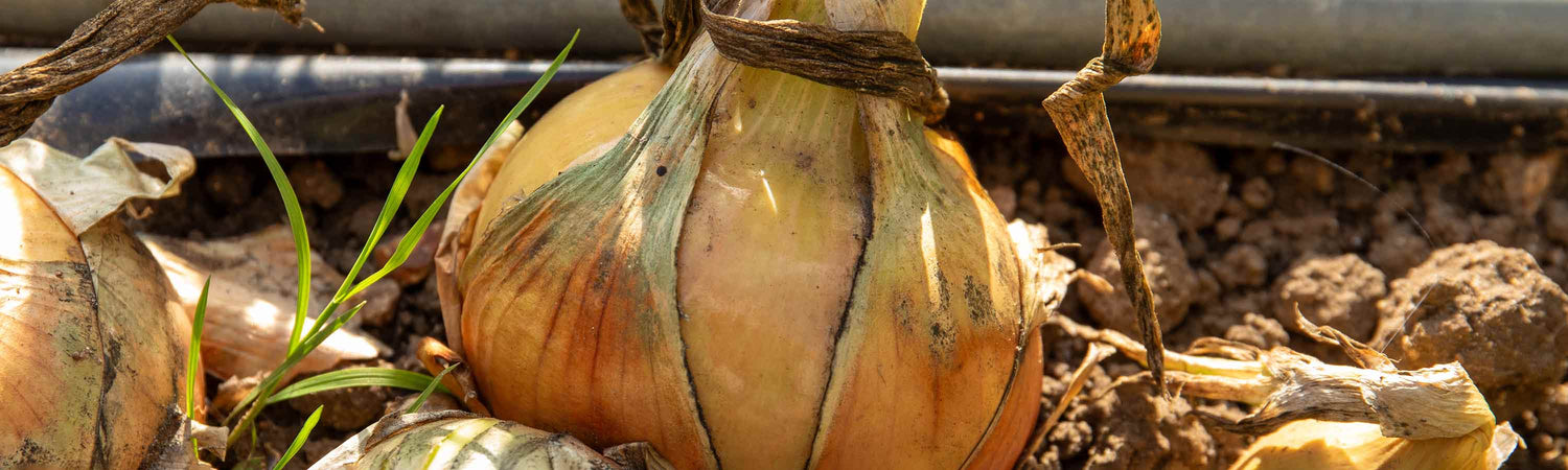 Onion Seeds