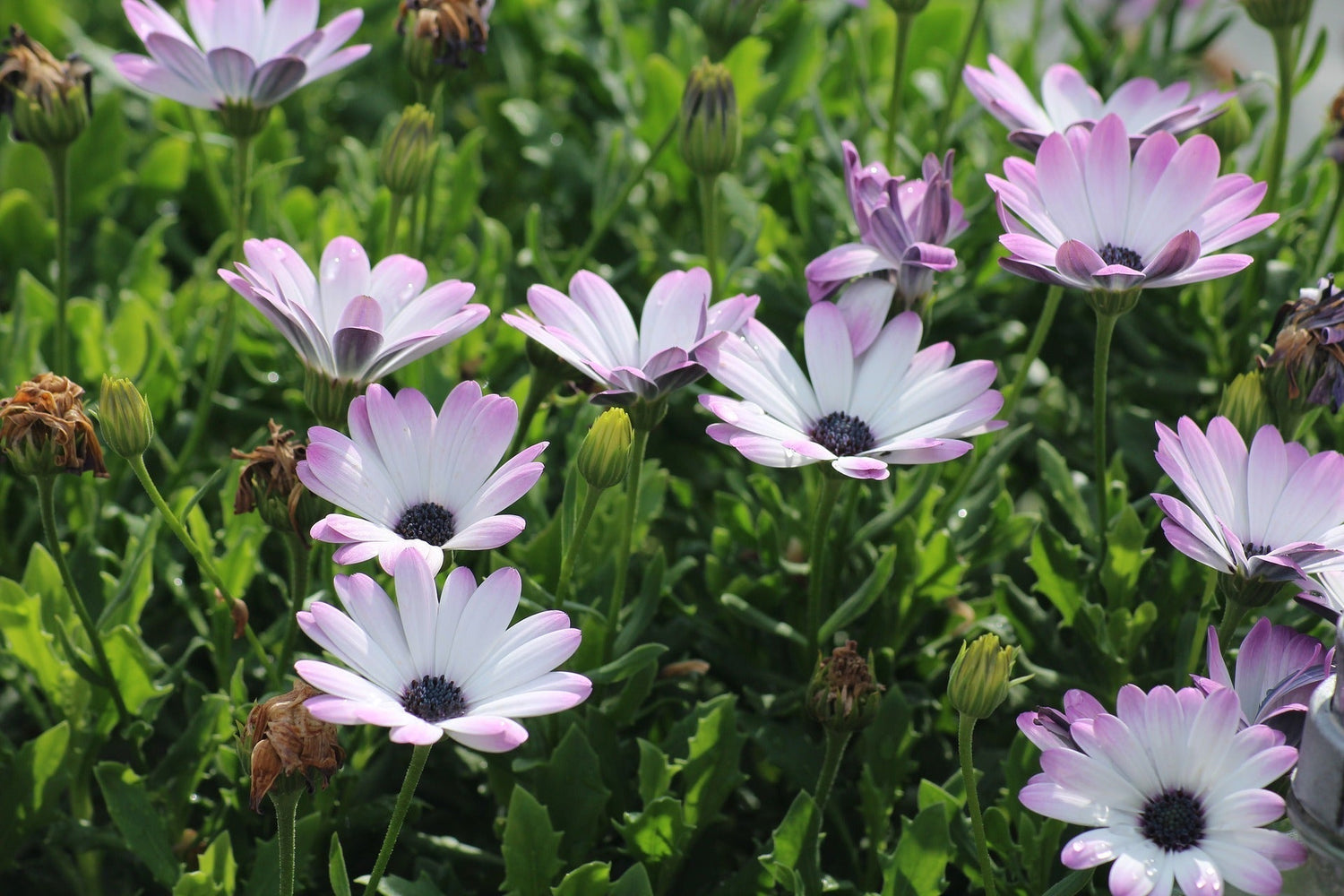 Osteospermum Plants