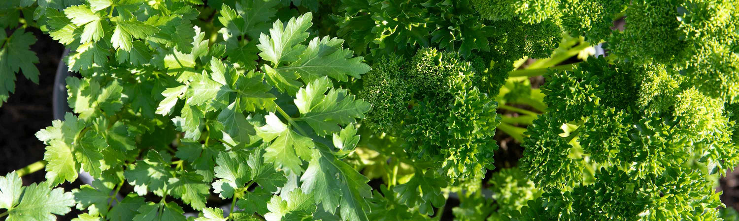 Parsley Plants