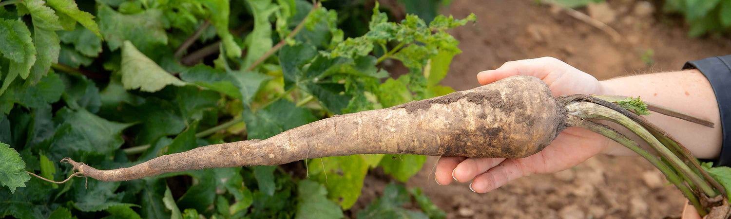 Parsnip Seeds