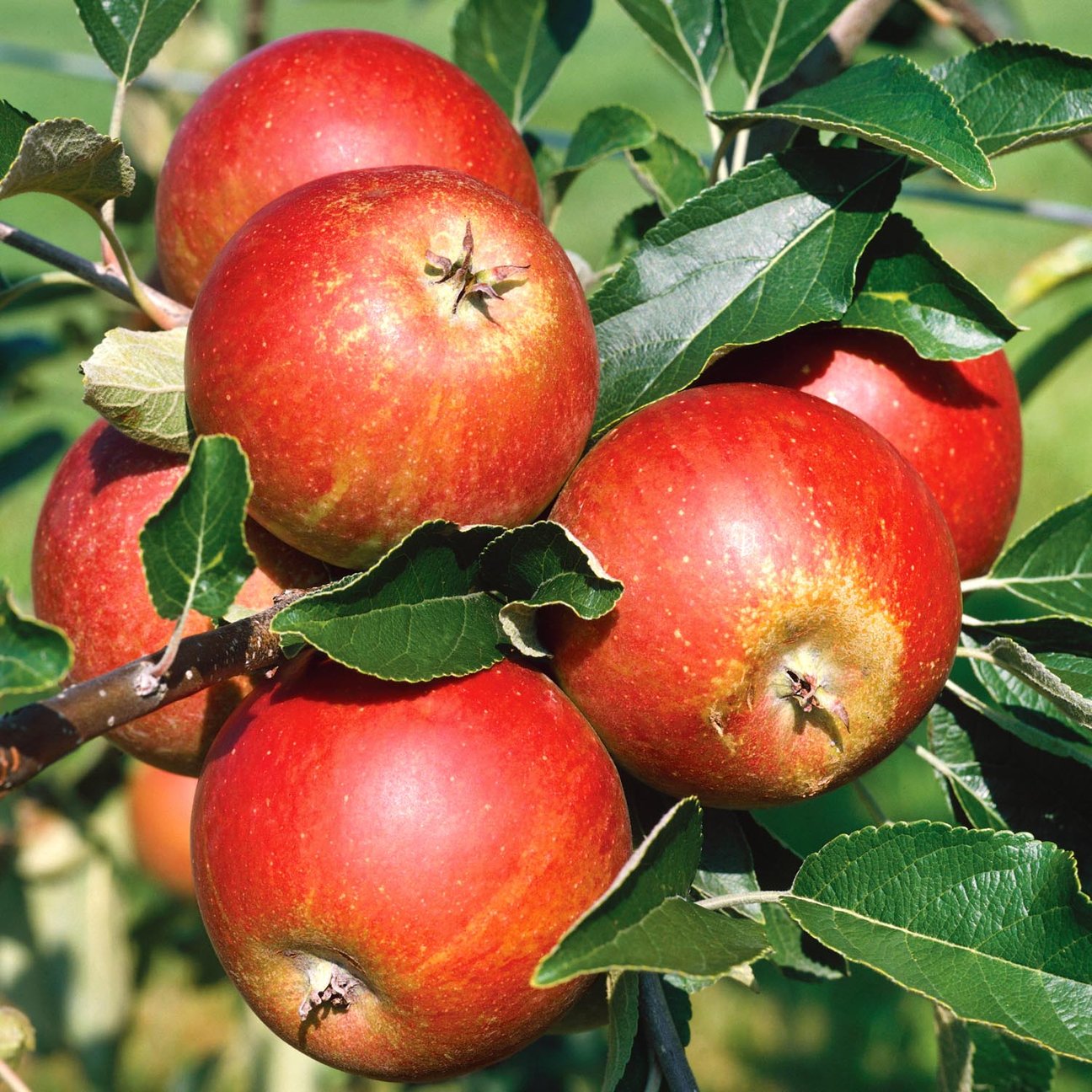 Patio Fruit Trees