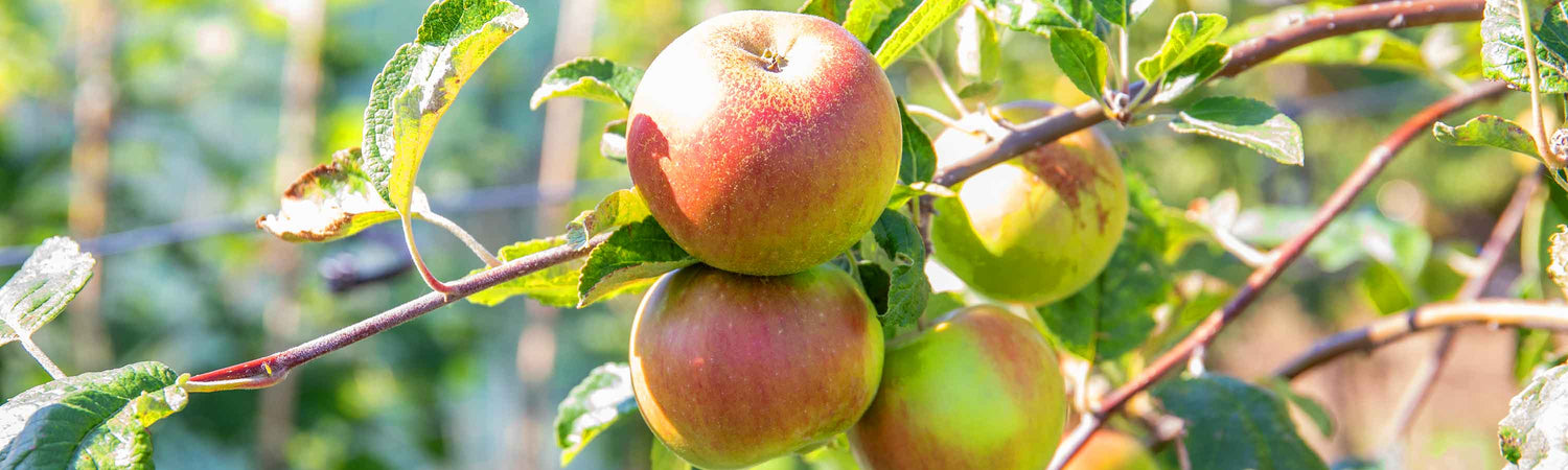 Fruit 2 for £30 Offer
