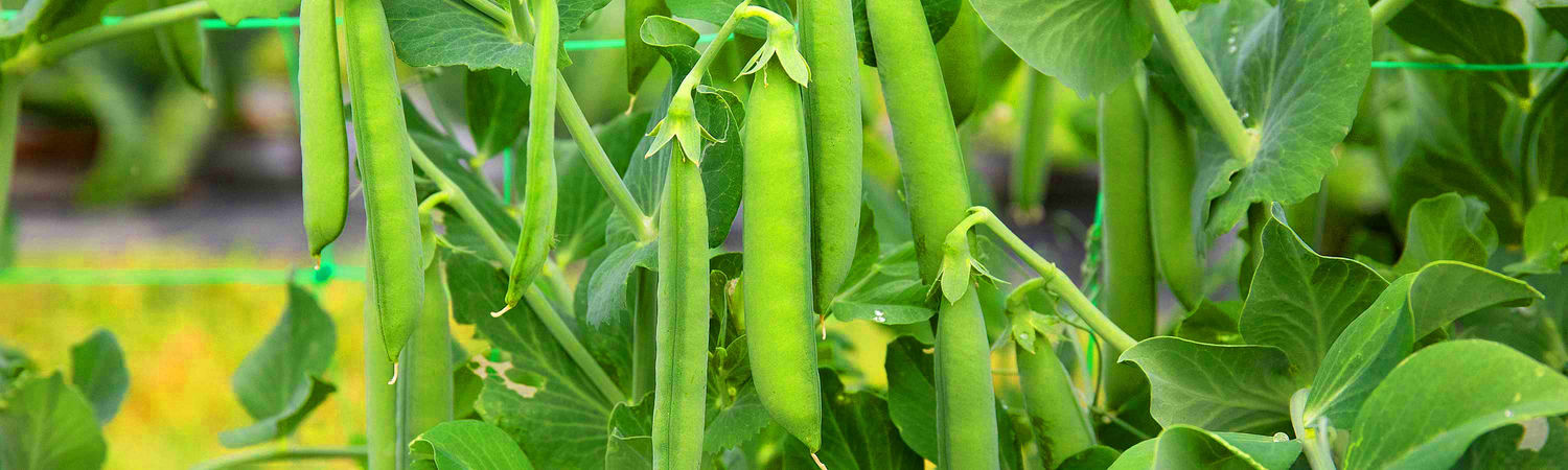 Pea & Mangetout Plants