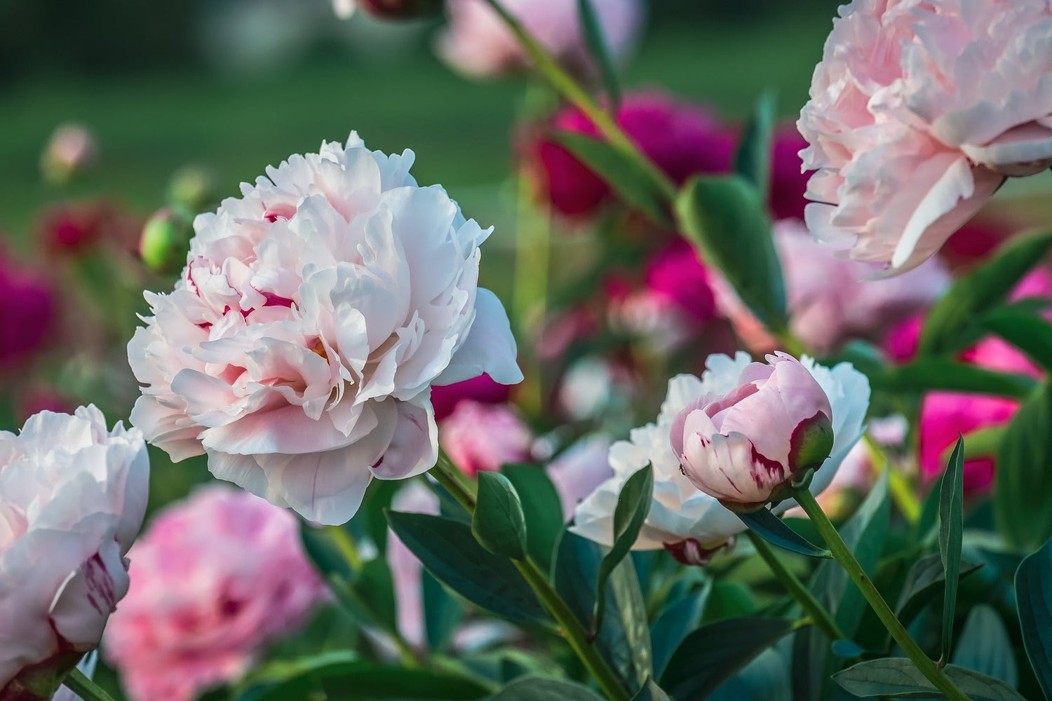 Peony Plants