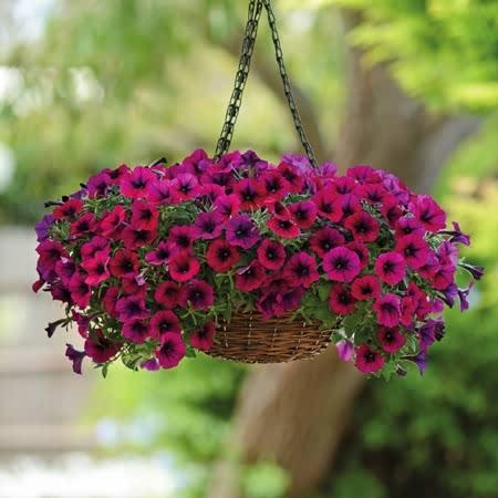 Petunia Plants