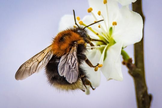 Plants for Pollinators