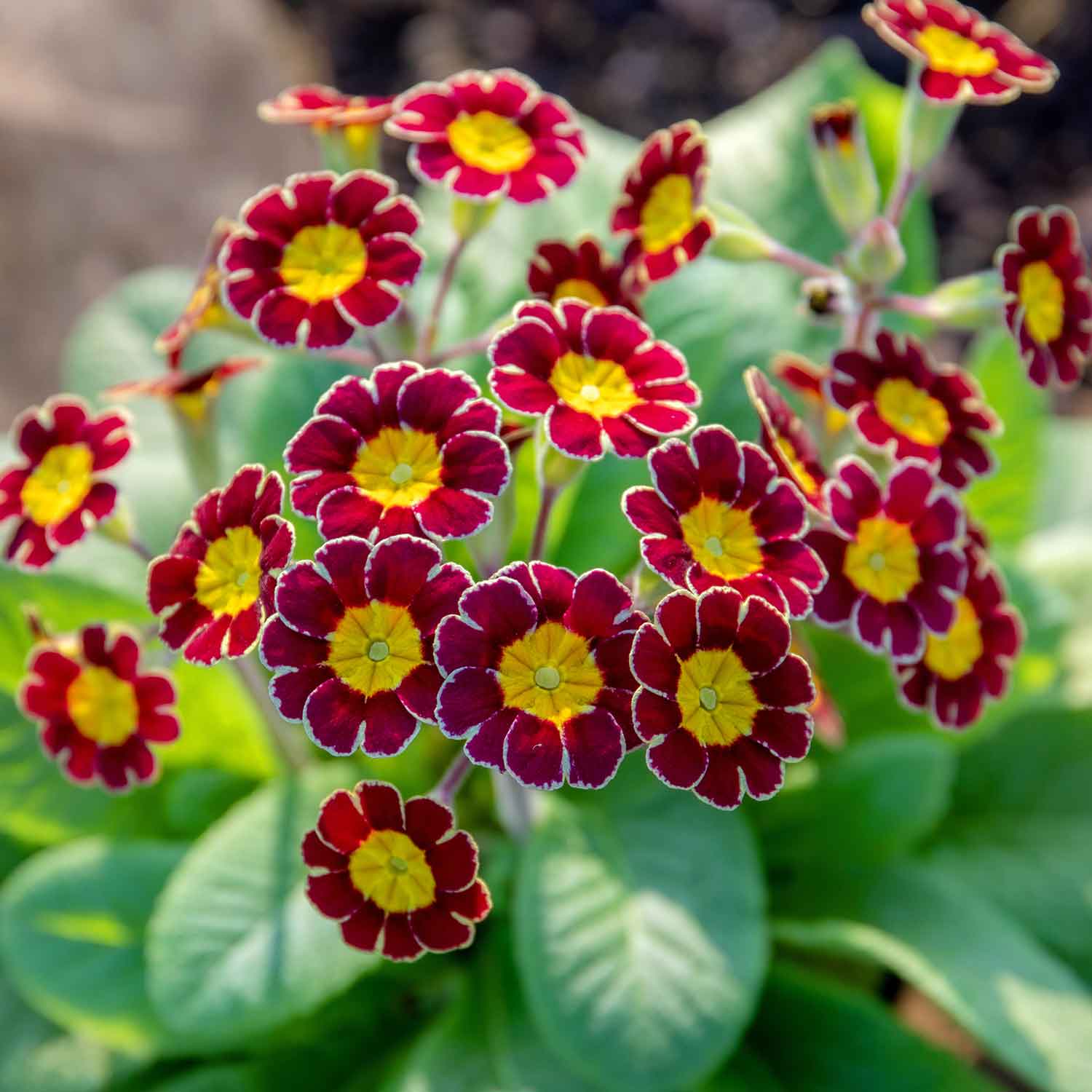 Primula 'Victoriana Golden Lace'