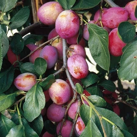 New patio fruit