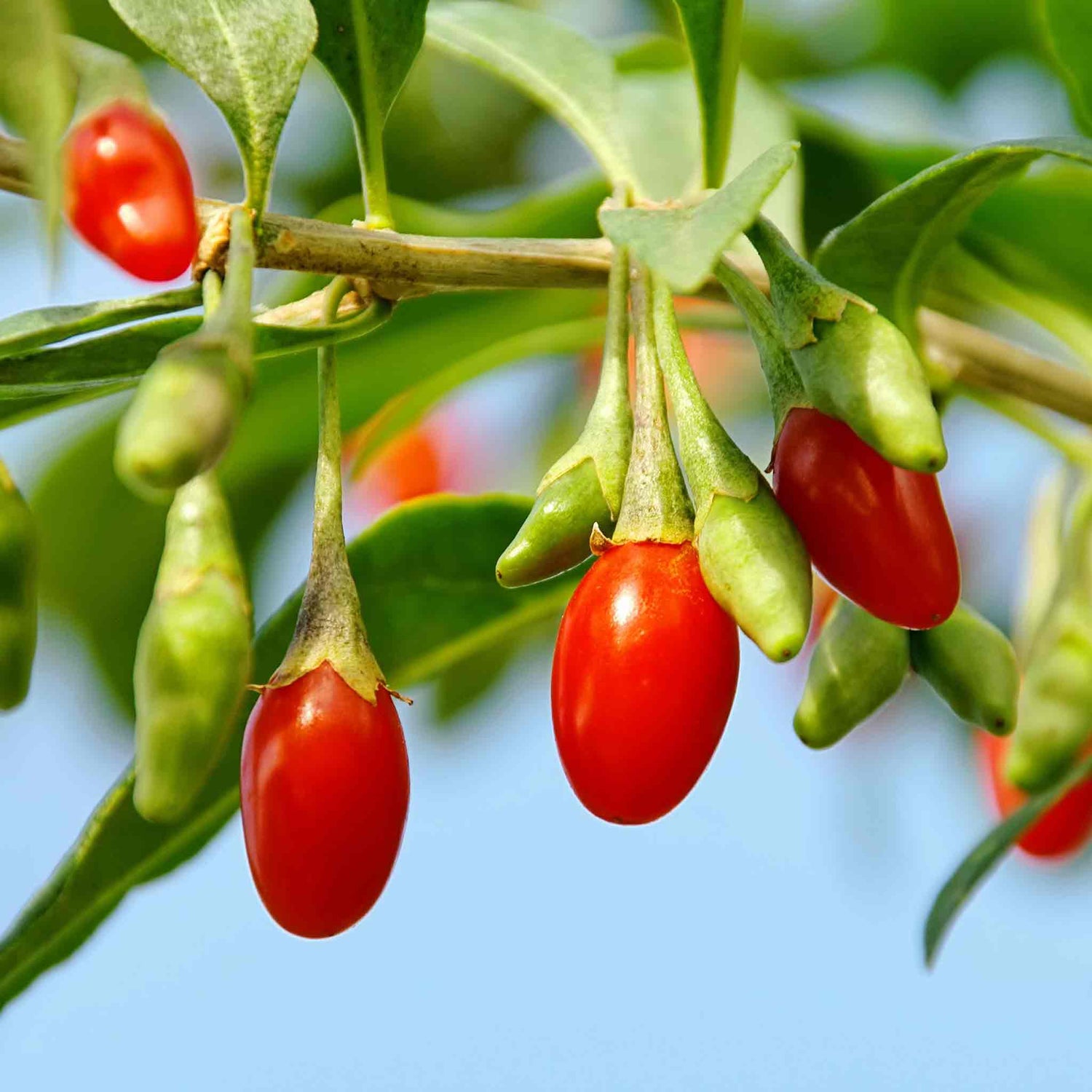Unusual Fruit