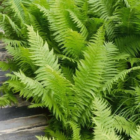 Fern