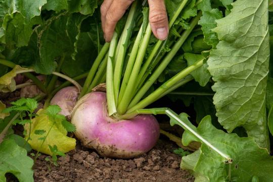 turnip in soil with hand