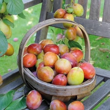 Pre-Order Fruit Trees