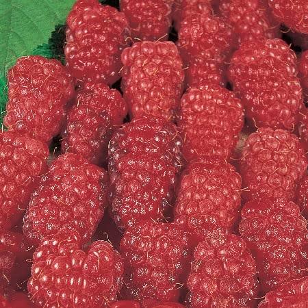Loganberry Bushes