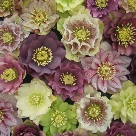 Hellebore Plants