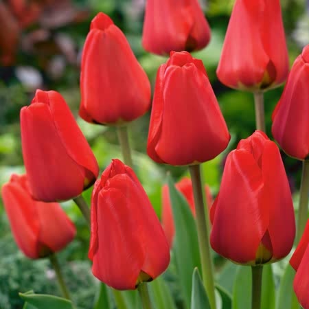 Red Spring Bulbs