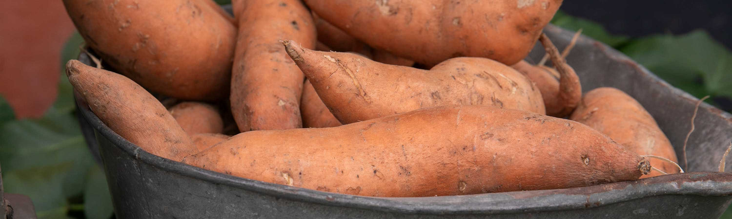 Sweet potato plants