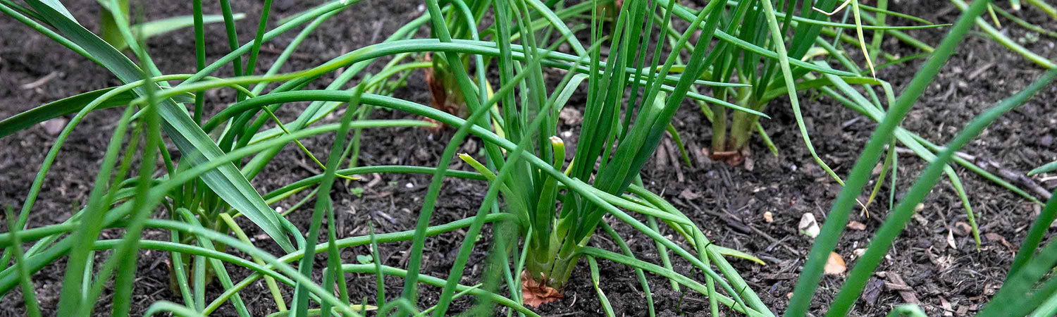 Shallot Plants