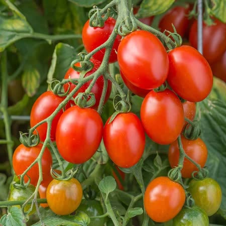 Blight Resistant Tomatoes