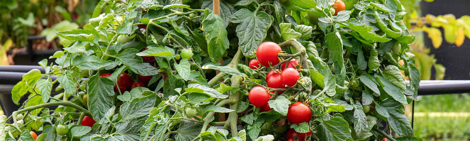 Bush Tomatoes