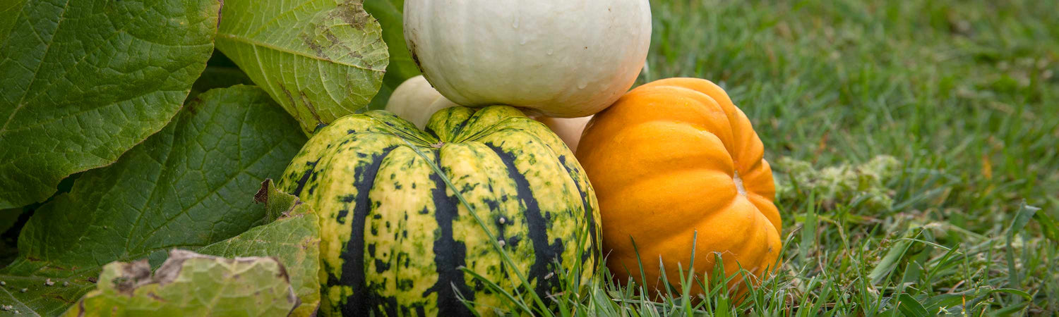 Pumpkin & Squash Plants