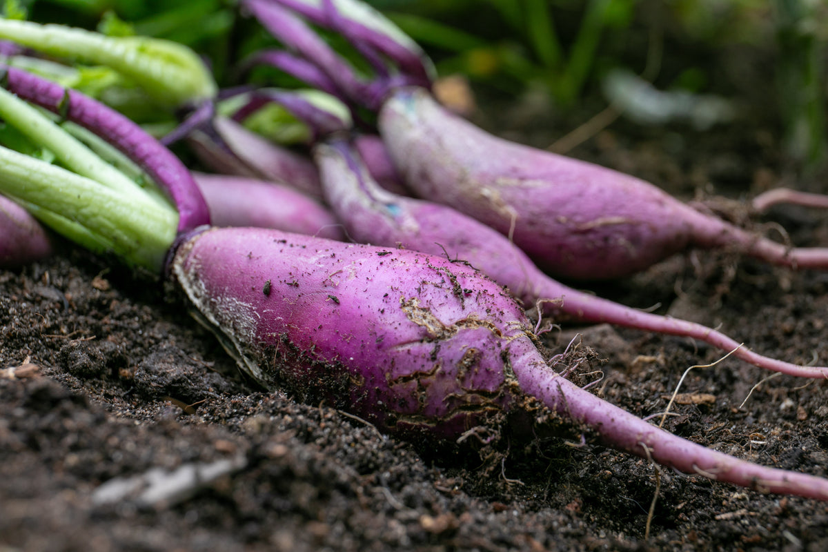 Radish Seeds Radish Seeds for Sale Buy Radish Seeds Marshalls Garden