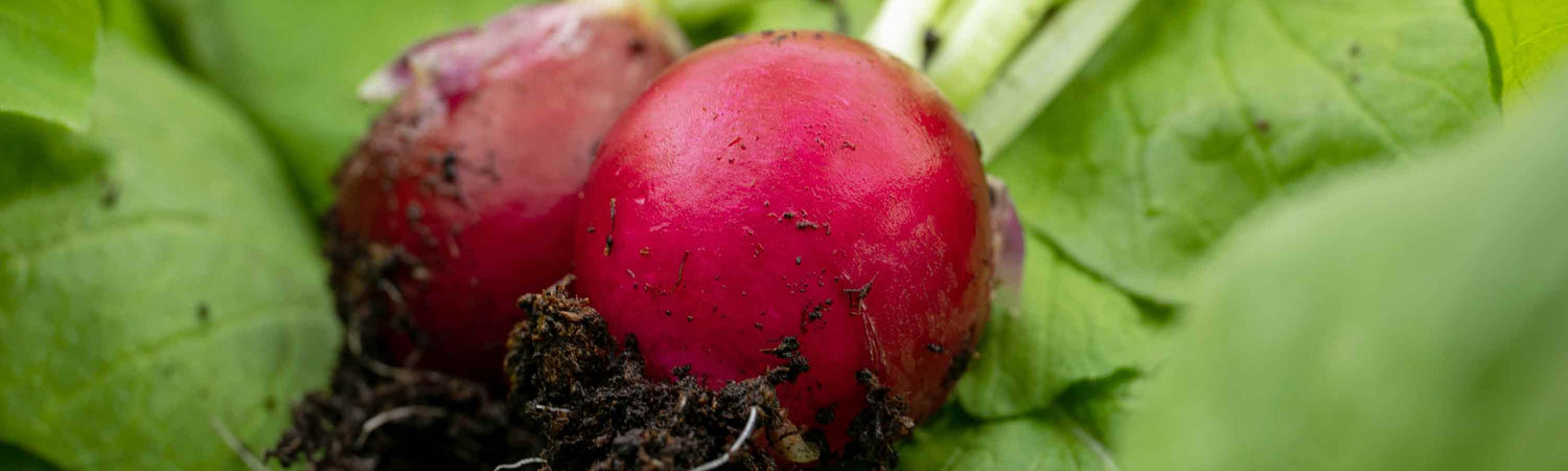 Radish Seeds