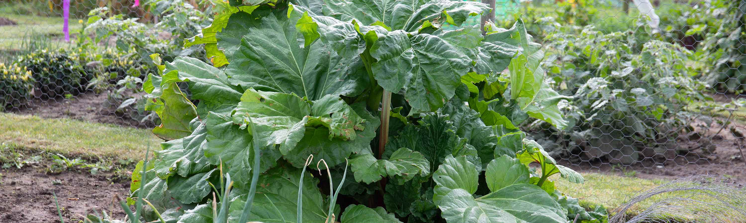 rhubarb plants