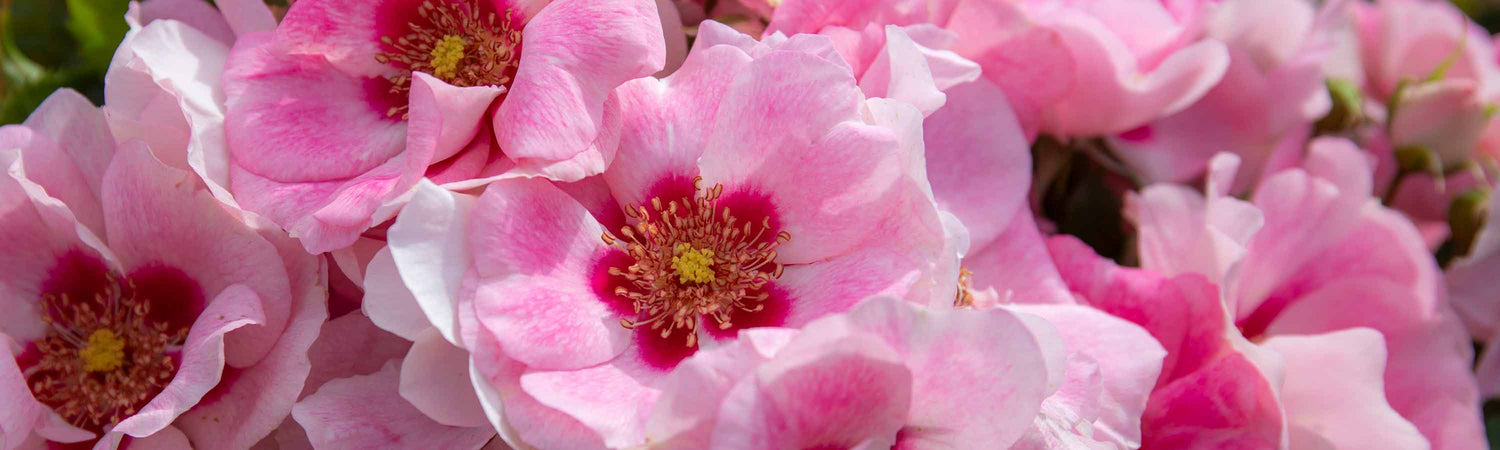 Rose Plants