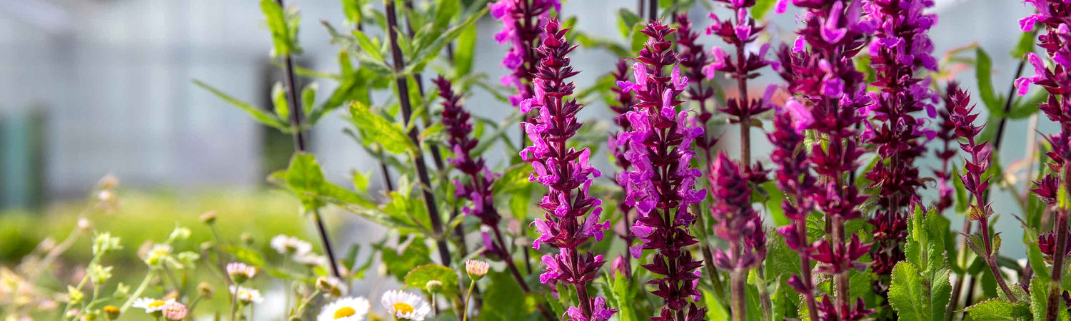 Salvia Plants