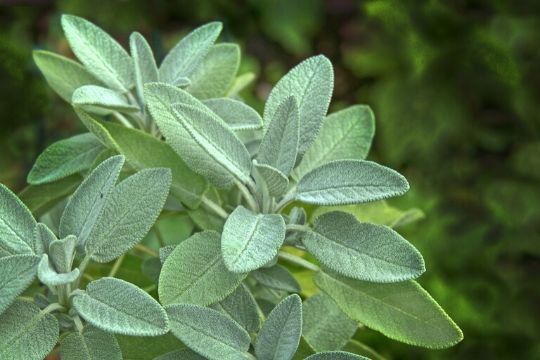 Sage Plants