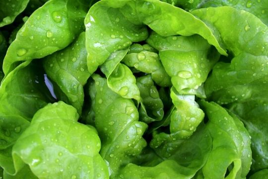 Salad Seeds