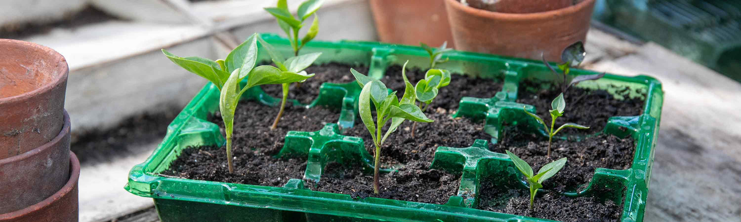 seed compost