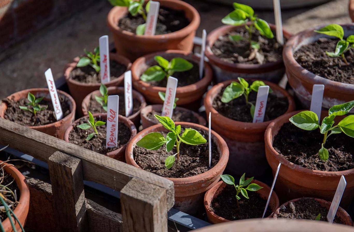 Seeds to Sow Now