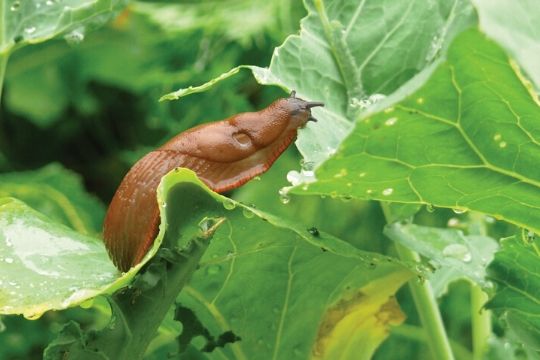 Garden Pest Control