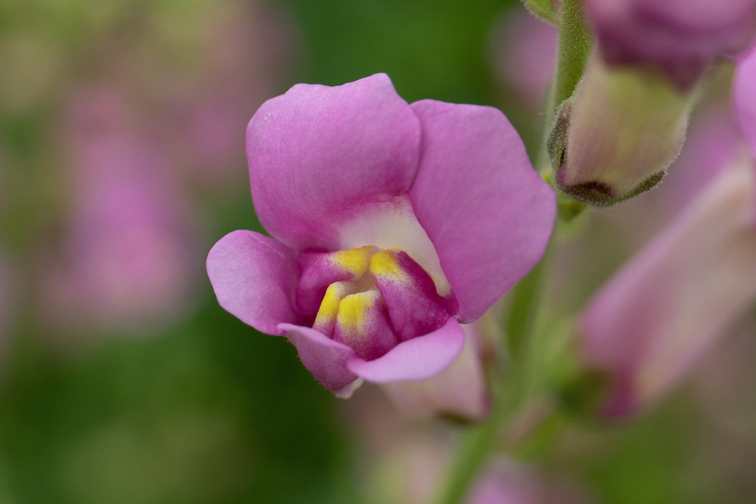 Antirrhinum Seeds