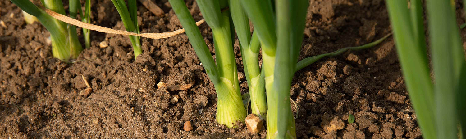 Spring Onion Seeds