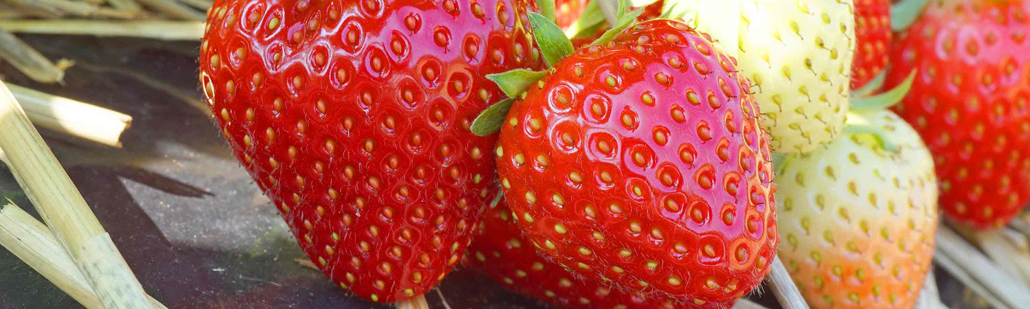 Strawberry Gardening Club Deal