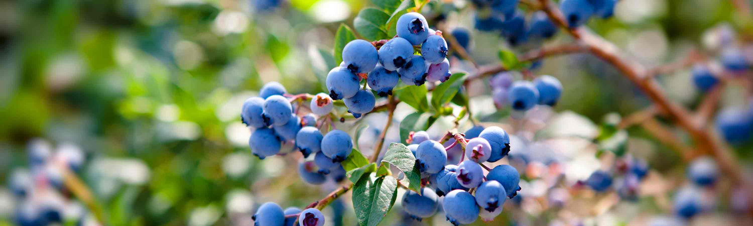 Blueberry Gardening Club Deal