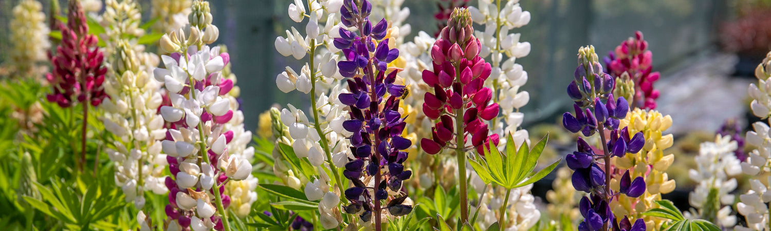 Lupin Gardening Club Deal