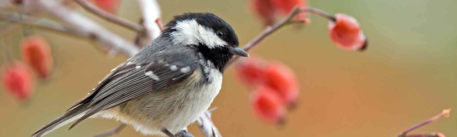 Wild Bird Fat Balls & Suet