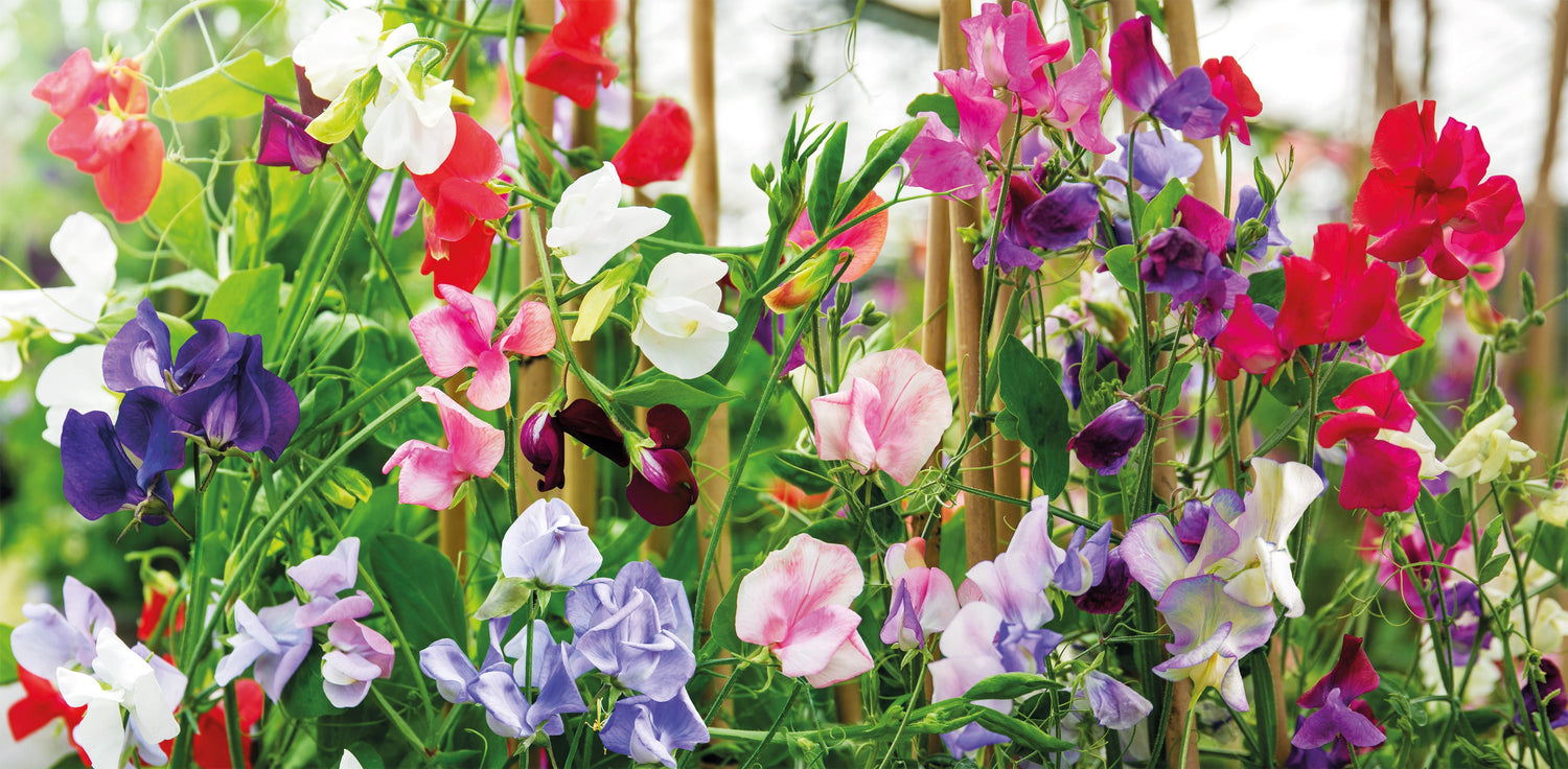 Sweet Pea Plants